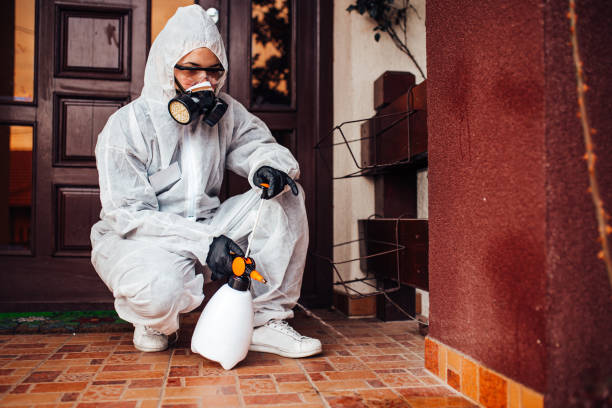 Attic and Crawl Space Rodent Treatment in Cementon