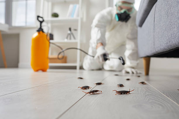 Commercial Rodent Management in Cementon